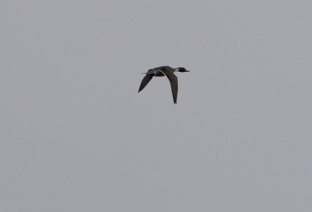 Northern Pintail - ML412360771