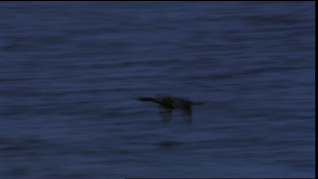 Pelagic Cormorant - ML412361