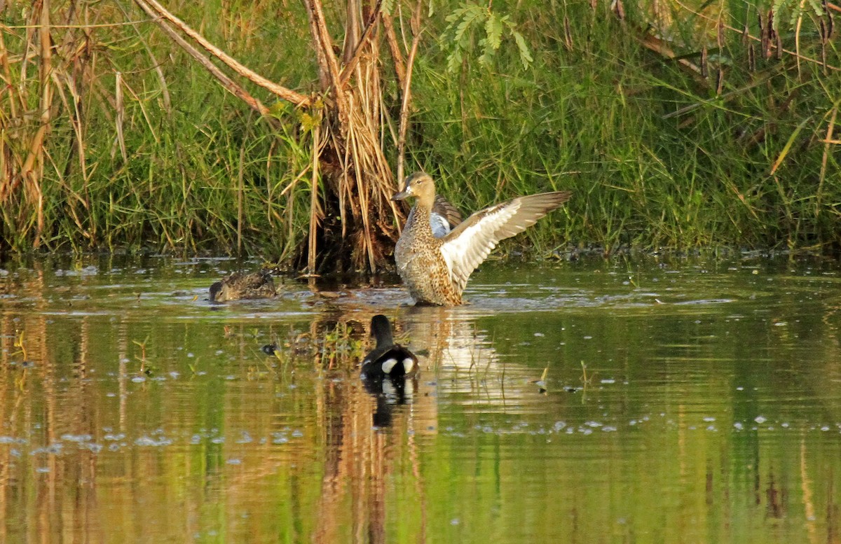 Blue-winged Teal - Connie Guillory