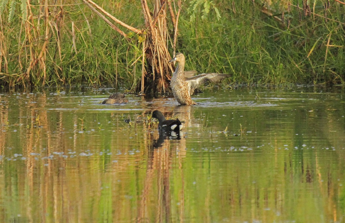 Blue-winged Teal - Connie Guillory