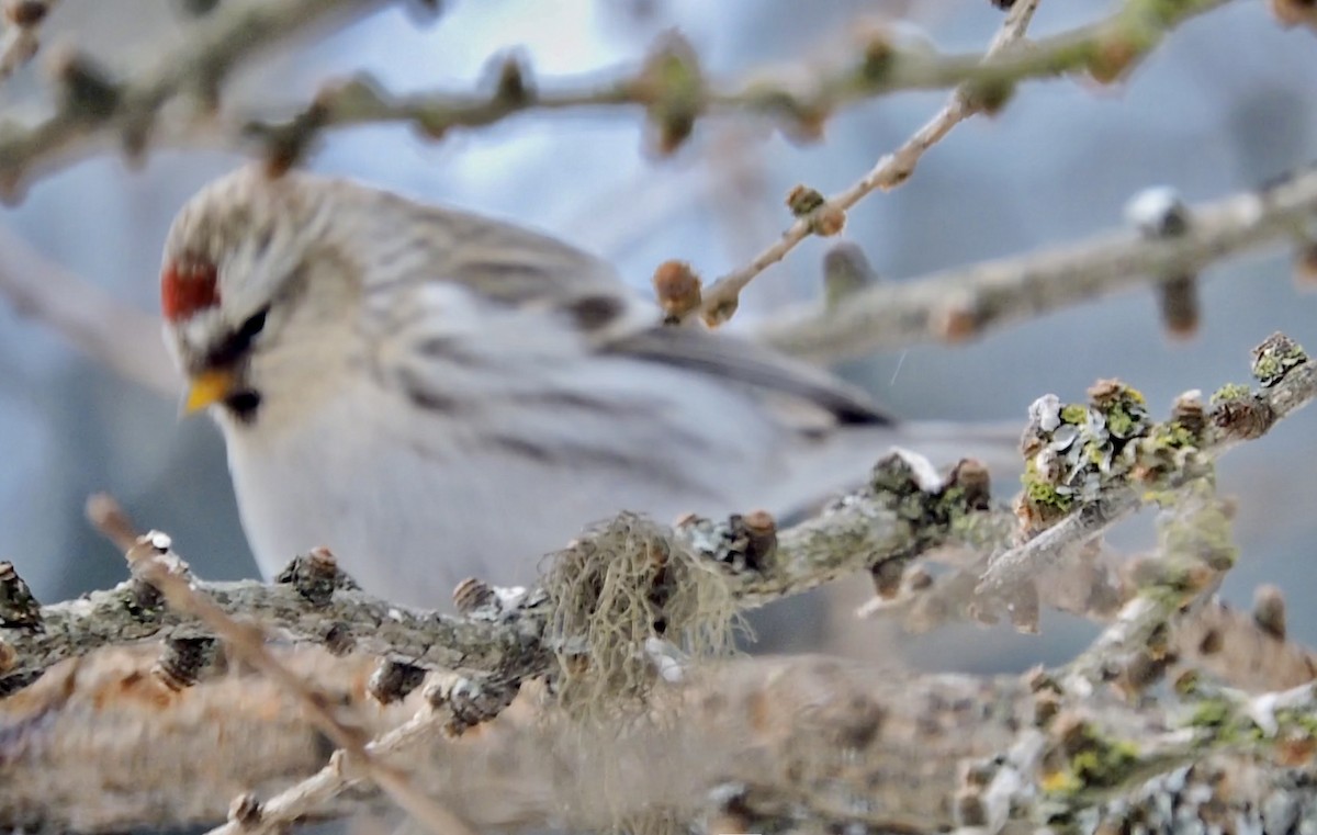 Hoary Redpoll - ML412361521