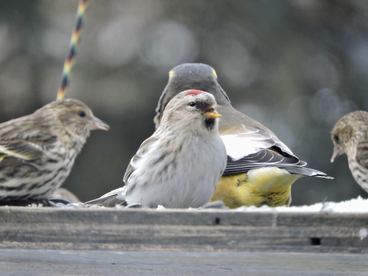 Hoary Redpoll - ML412361561