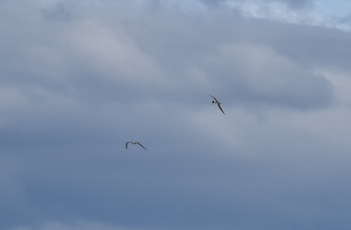 Great Crested Tern - Ethan Borland