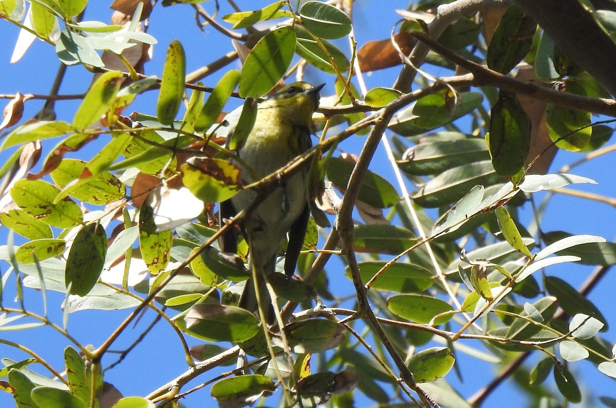 Townsend's Warbler - ML412362641