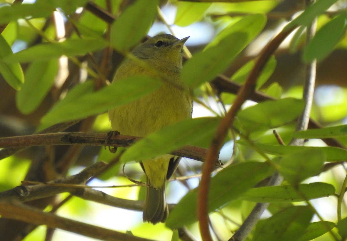 Orange-crowned Warbler - ML412362751