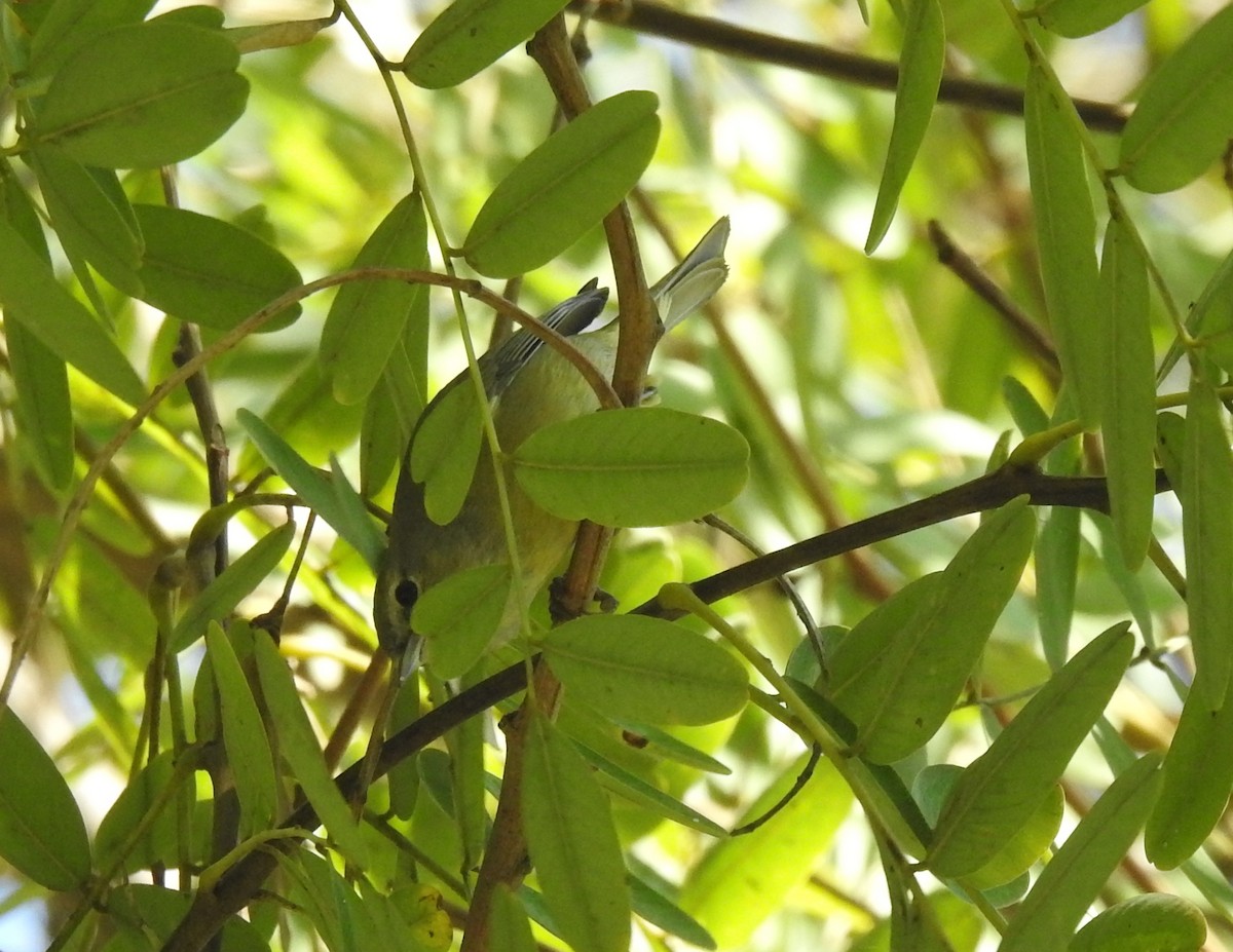 Orange-crowned Warbler - ML412362771