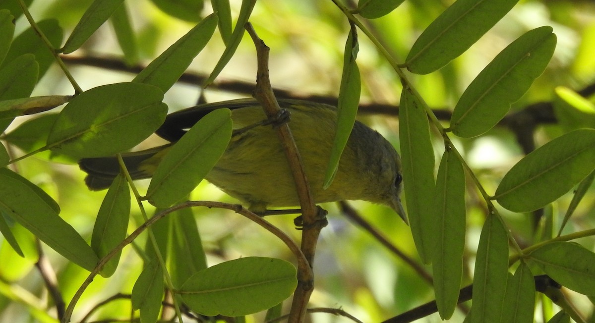 Orange-crowned Warbler - ML412362781