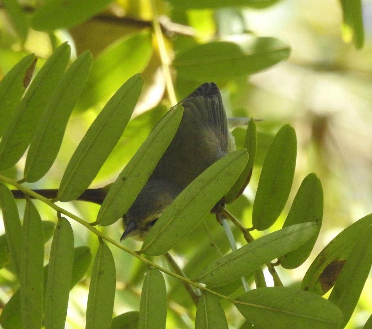 Orange-crowned Warbler - ML412362801