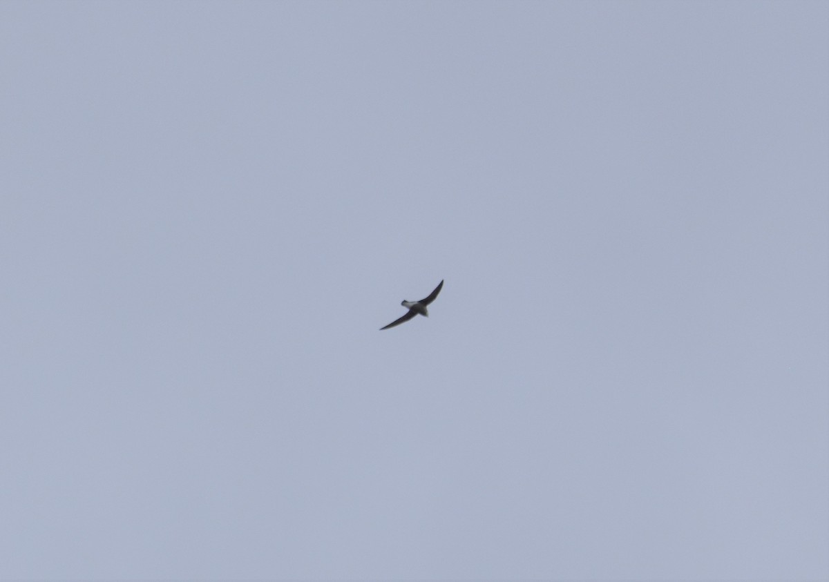 White-throated Needletail - ML412362811