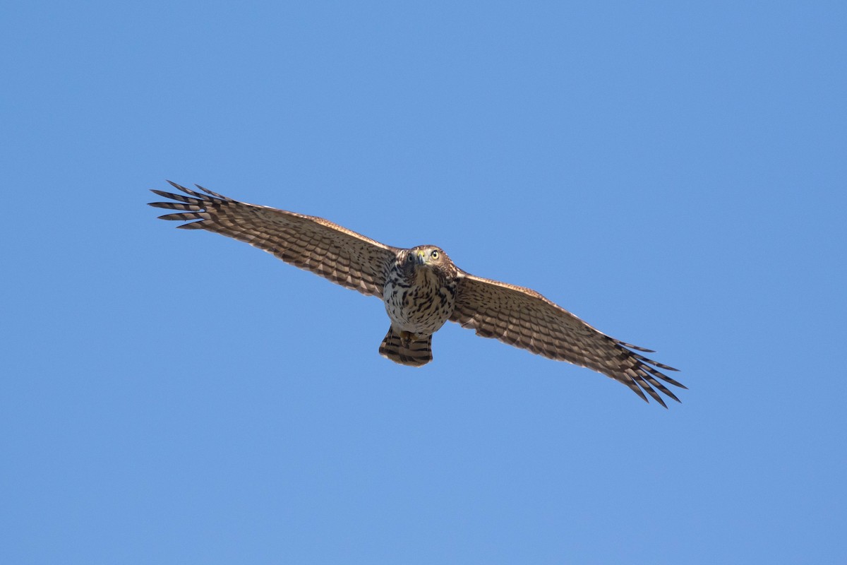 Cooper's Hawk - Alex Lamoreaux