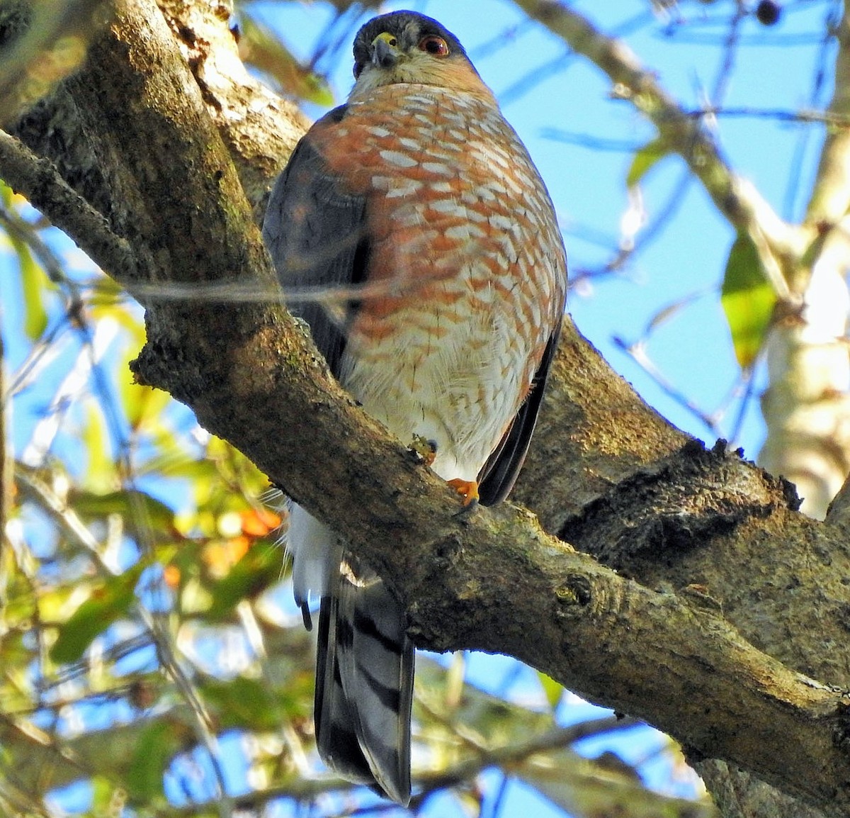 Sharp-shinned Hawk - ML412365321