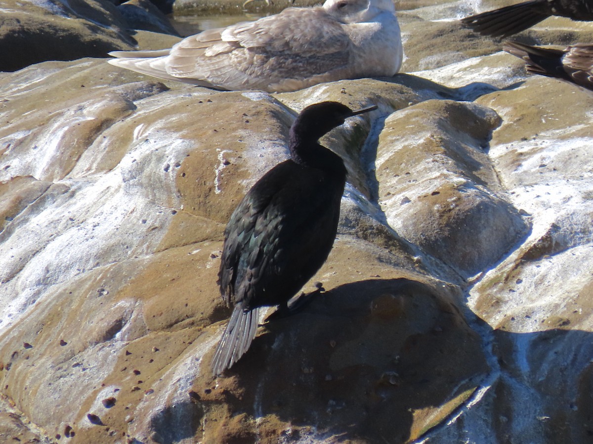 Pelagic Cormorant - ML412365361