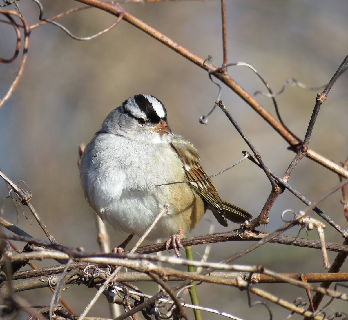 White-crowned Sparrow - ML412367271