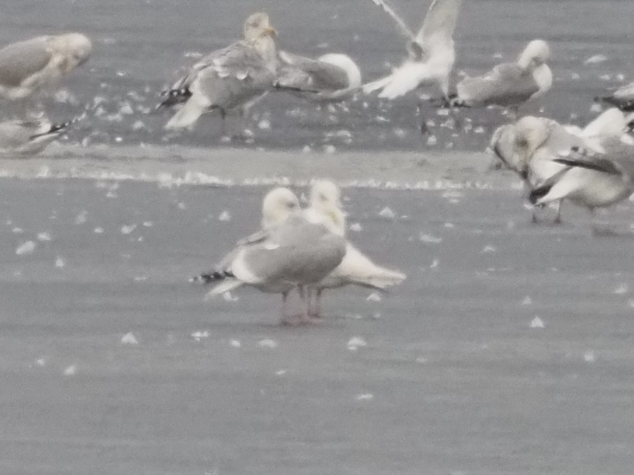 Glaucous Gull - ML412367551