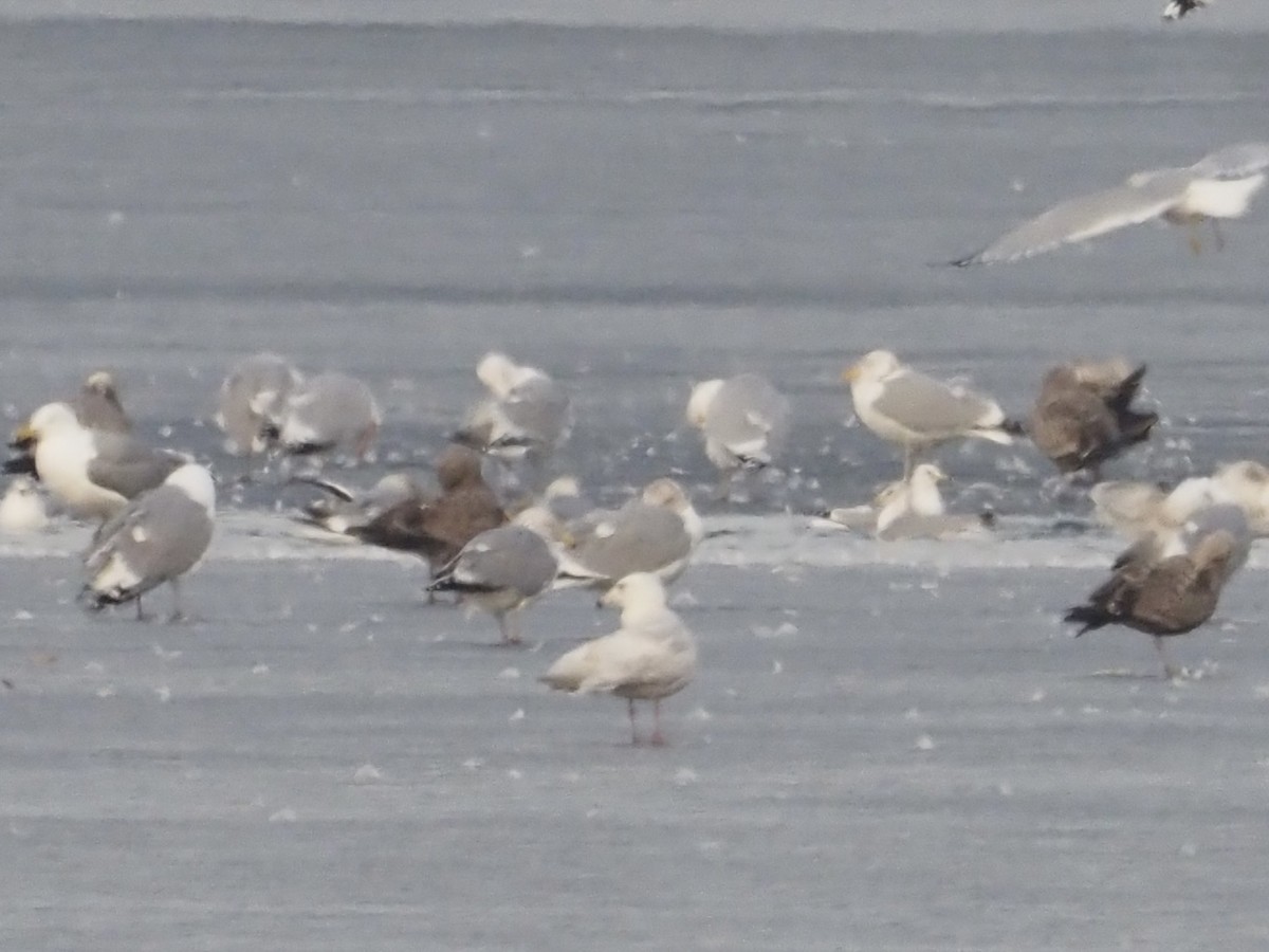 Glaucous Gull - Gabriel Willow