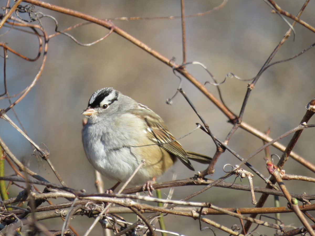 White-crowned Sparrow - ML412367611