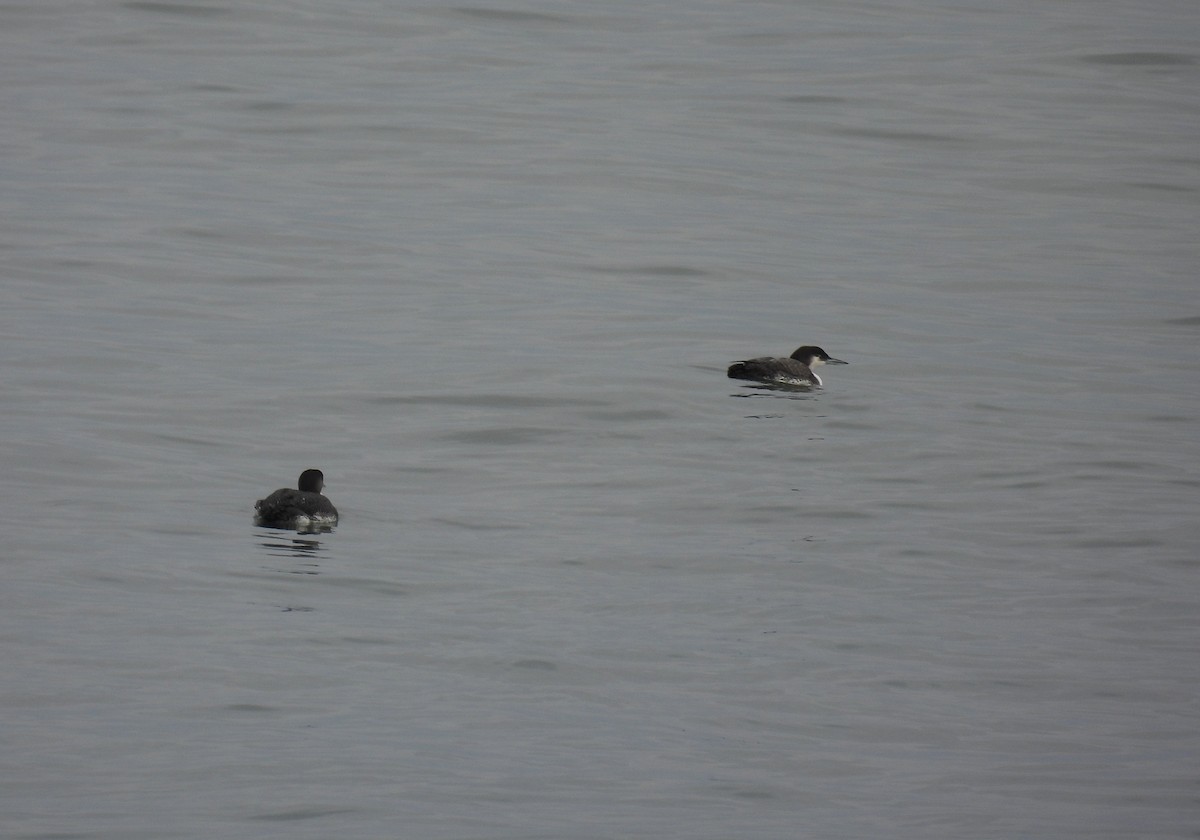 Common Loon - ML412367631