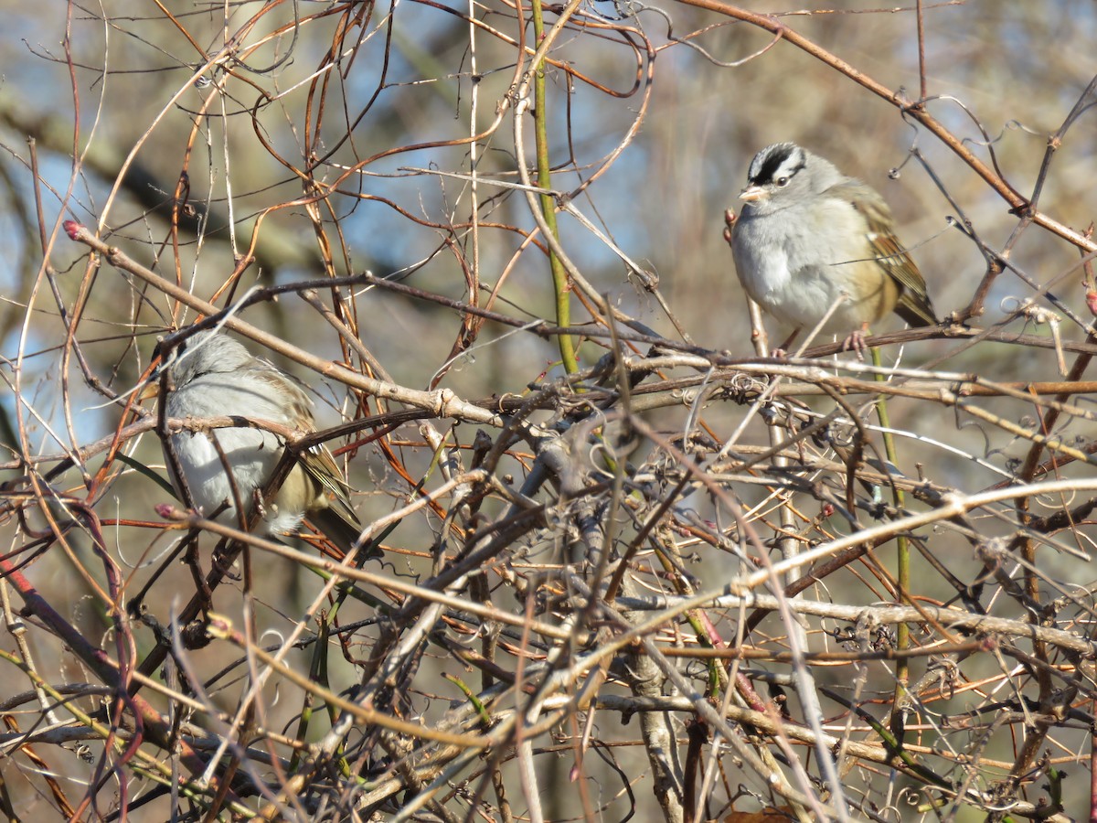 White-crowned Sparrow - ML412367861