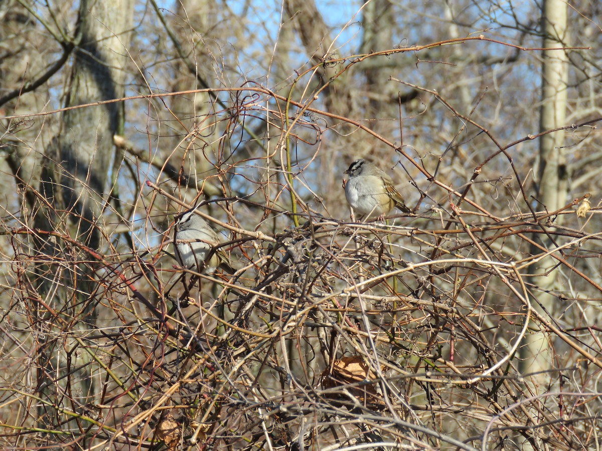 White-crowned Sparrow - ML412367921