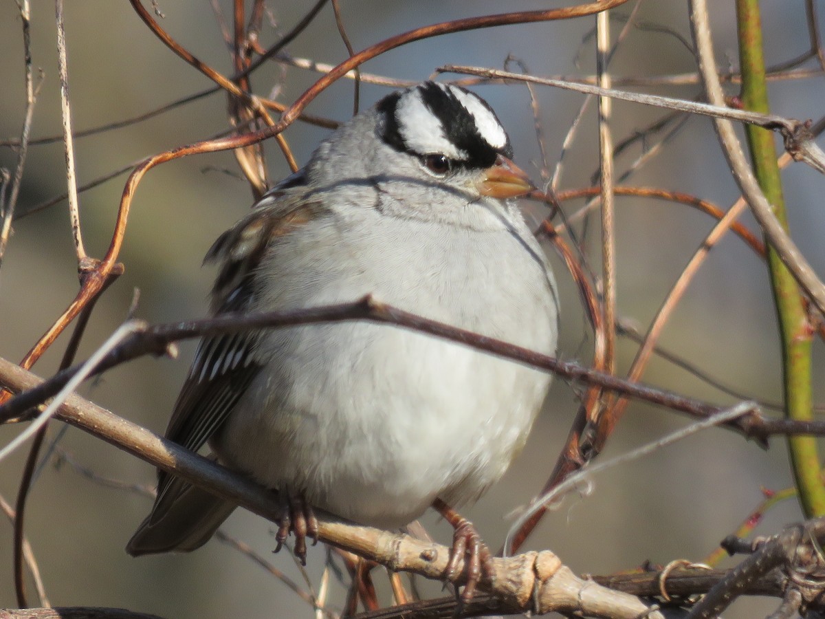 White-crowned Sparrow - ML412367951