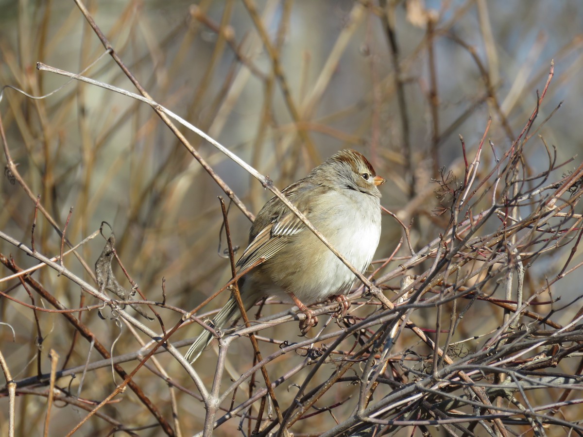 White-crowned Sparrow - ML412368031