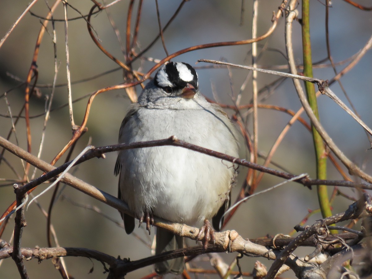 White-crowned Sparrow - ML412368071