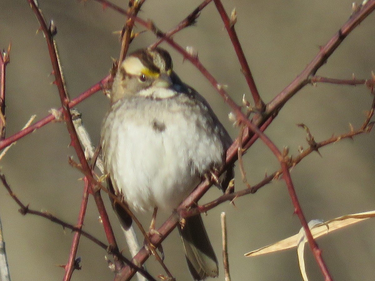 White-throated Sparrow - ML412368141