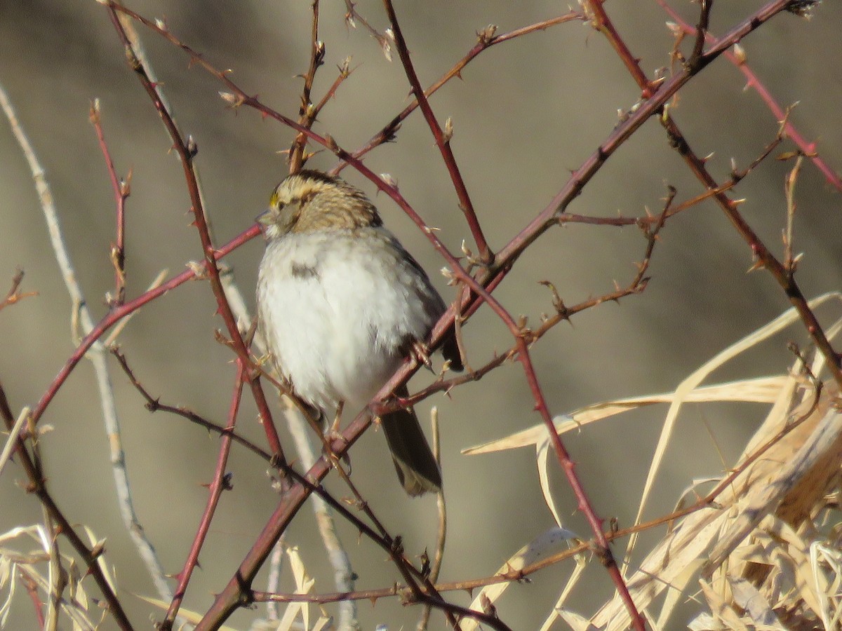 White-throated Sparrow - ML412368151