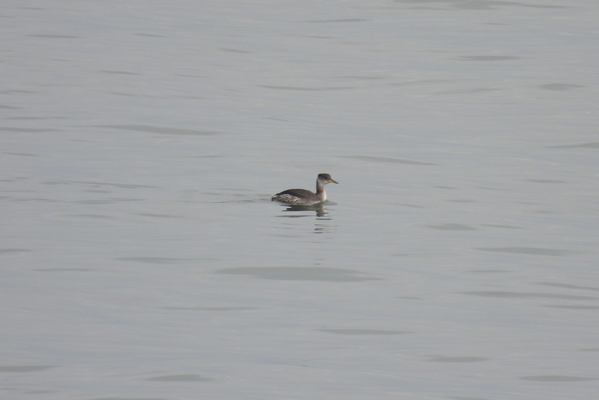Red-necked Grebe - ML412368341