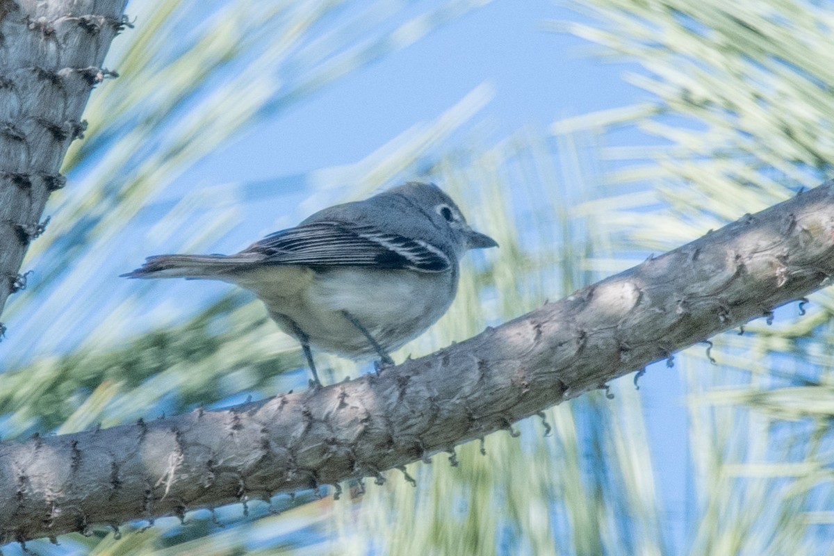 Plumbeous Vireo - ML412368681