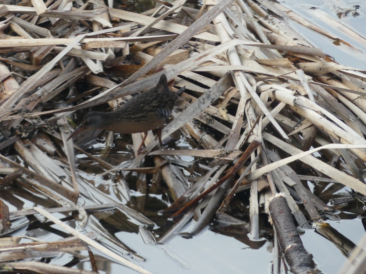 Virginia Rail - ML412369221