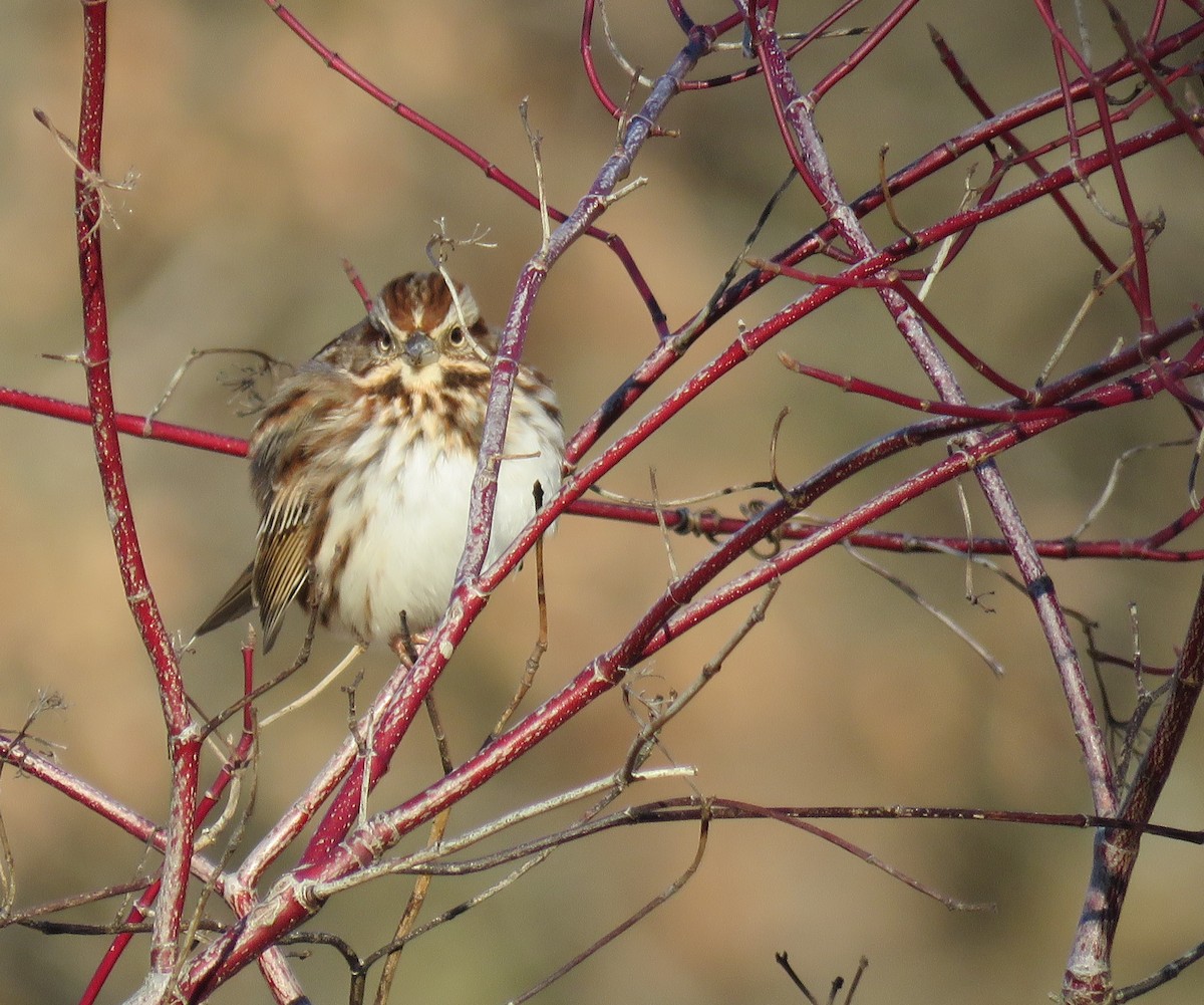 Song Sparrow - ML412371001