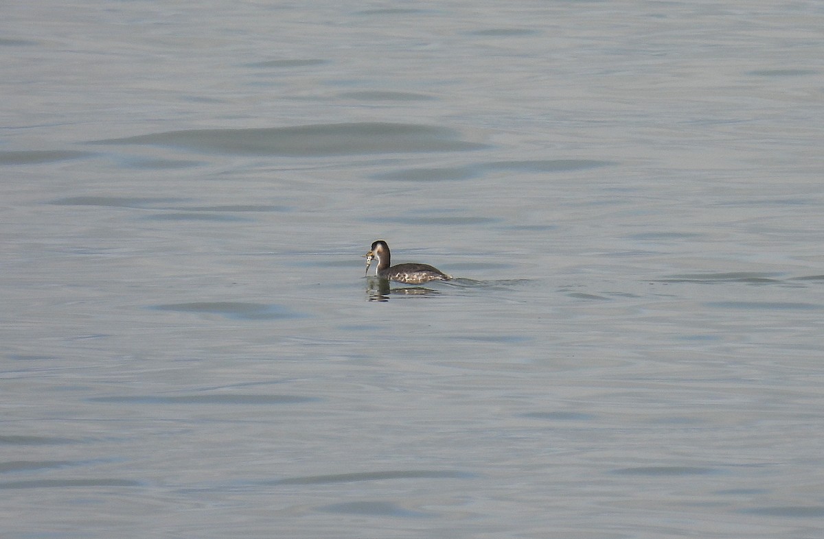 Red-necked Grebe - ML412371201