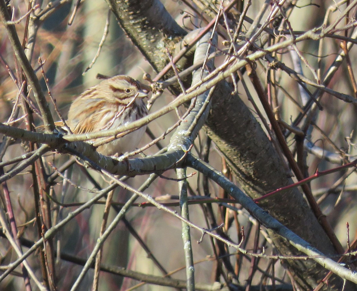 Song Sparrow - ML412371871