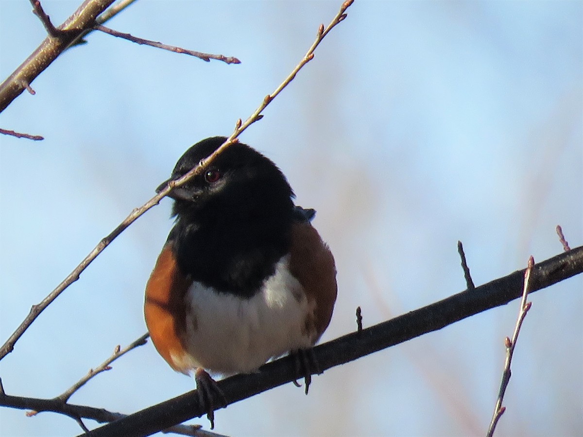 Eastern Towhee - ML412371961