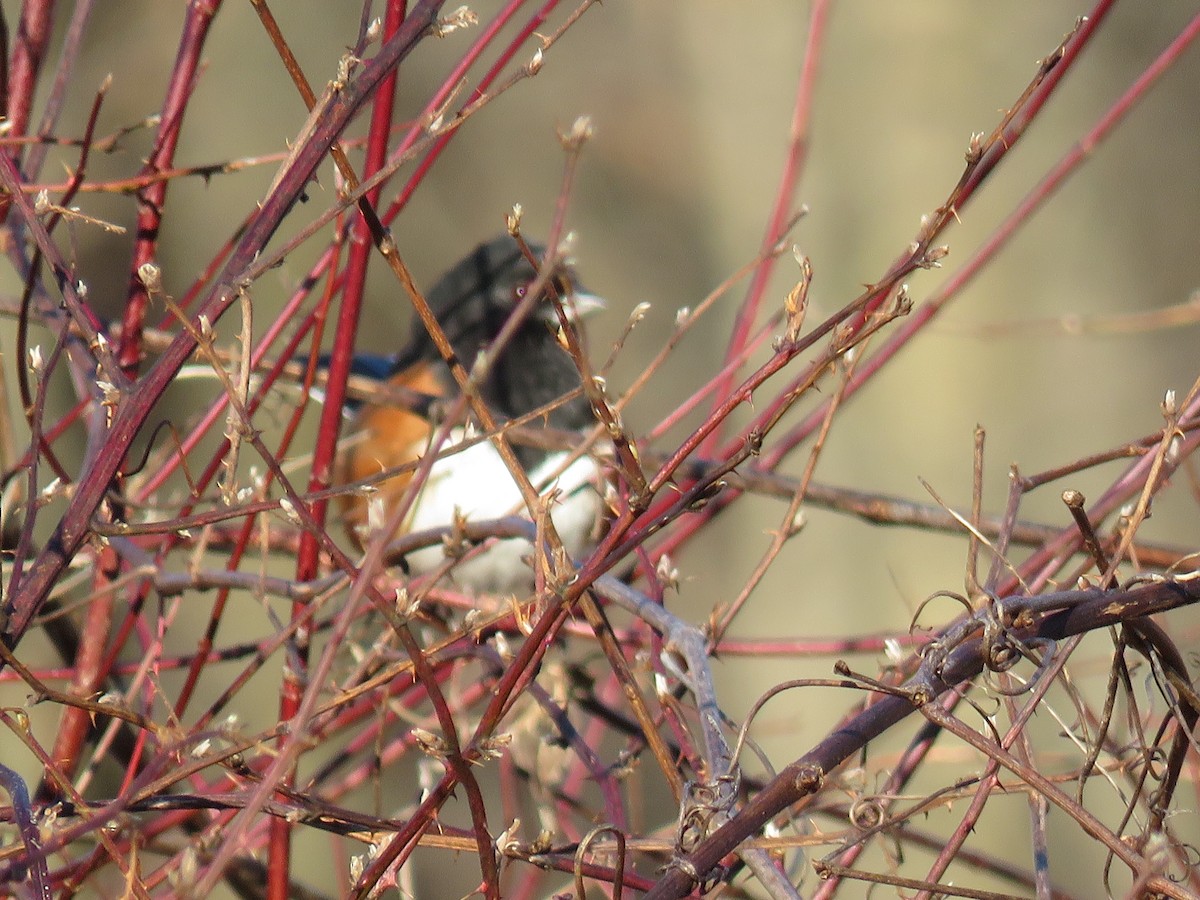 Eastern Towhee - ML412372151