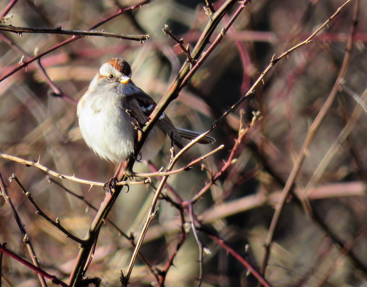 American Tree Sparrow - ML412373211