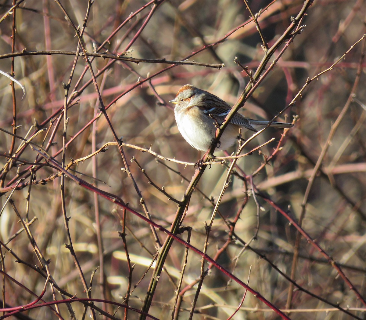 American Tree Sparrow - ML412373241