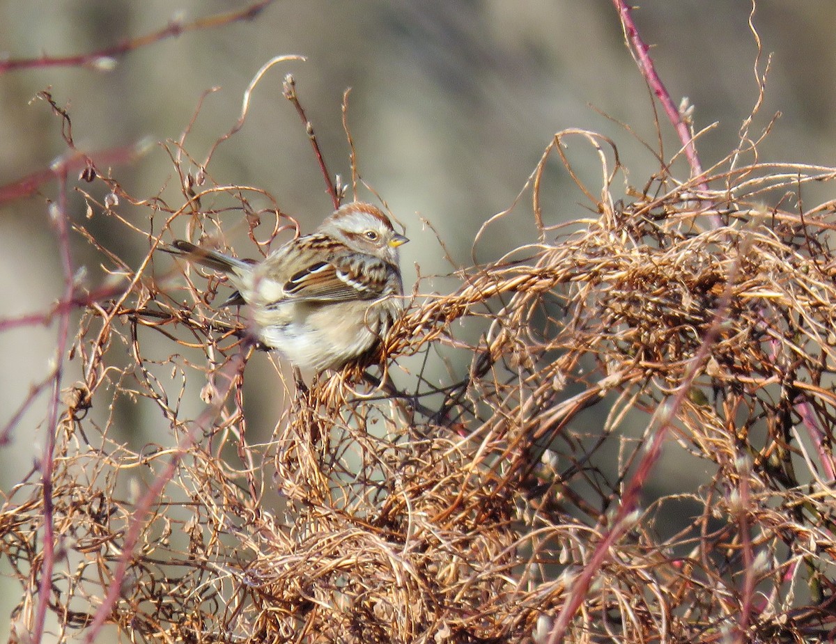 American Tree Sparrow - ML412373281