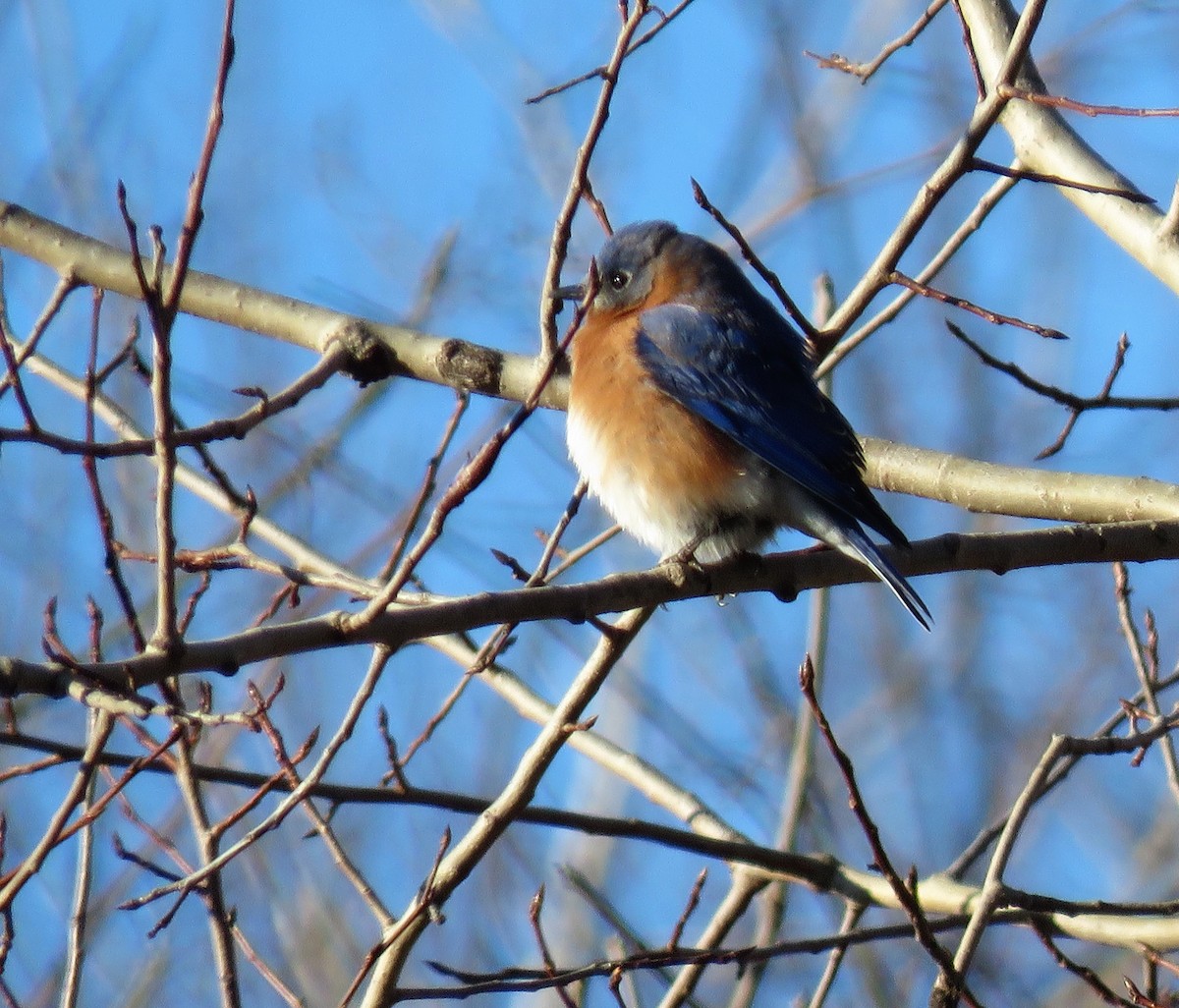 Eastern Bluebird - ML412373341