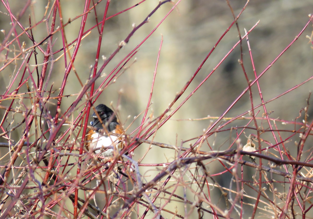 Eastern Towhee - ML412373461