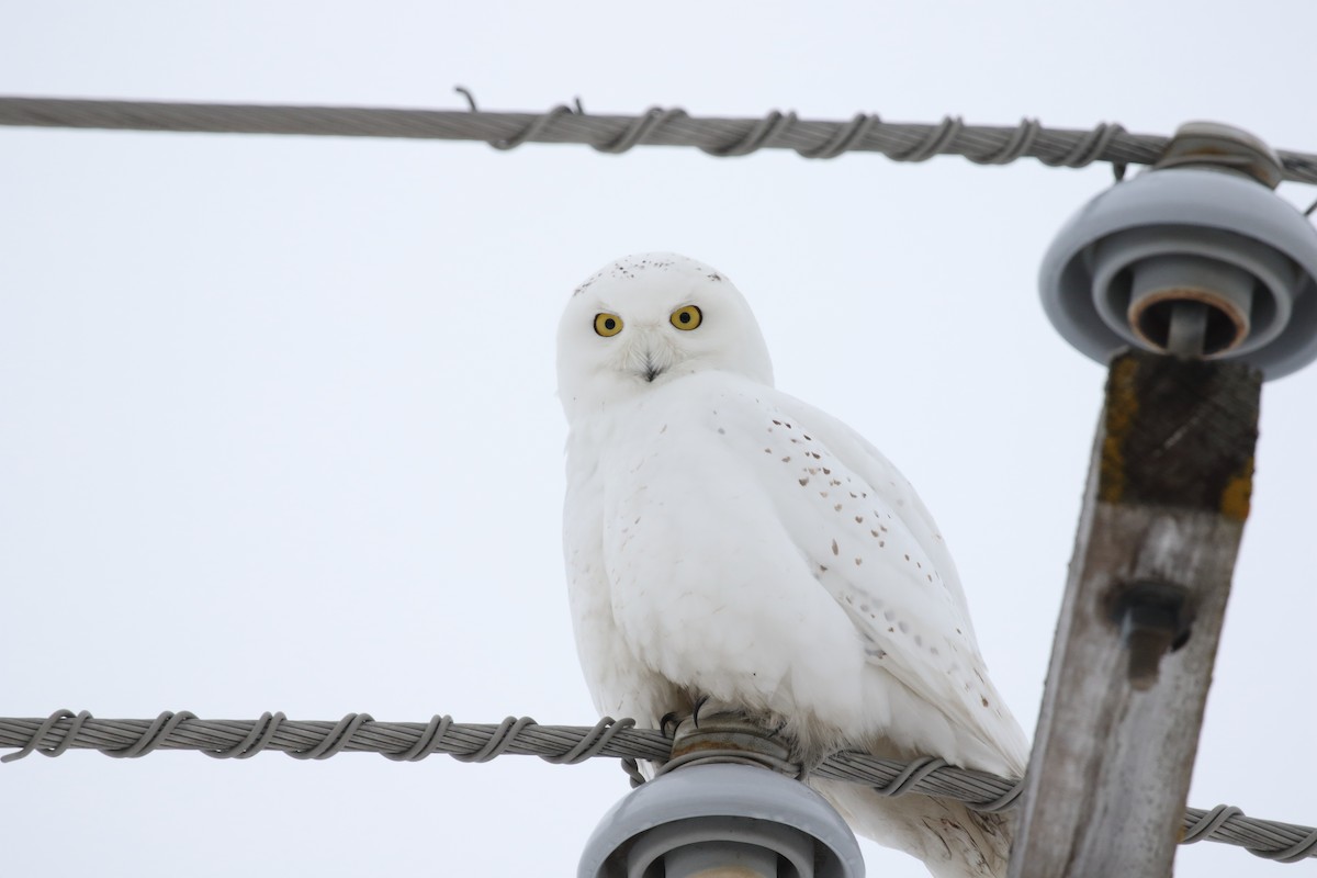 Snowy Owl - ML412373751