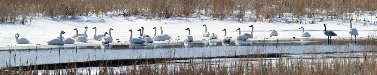 Trumpeter Swan - ML412374671