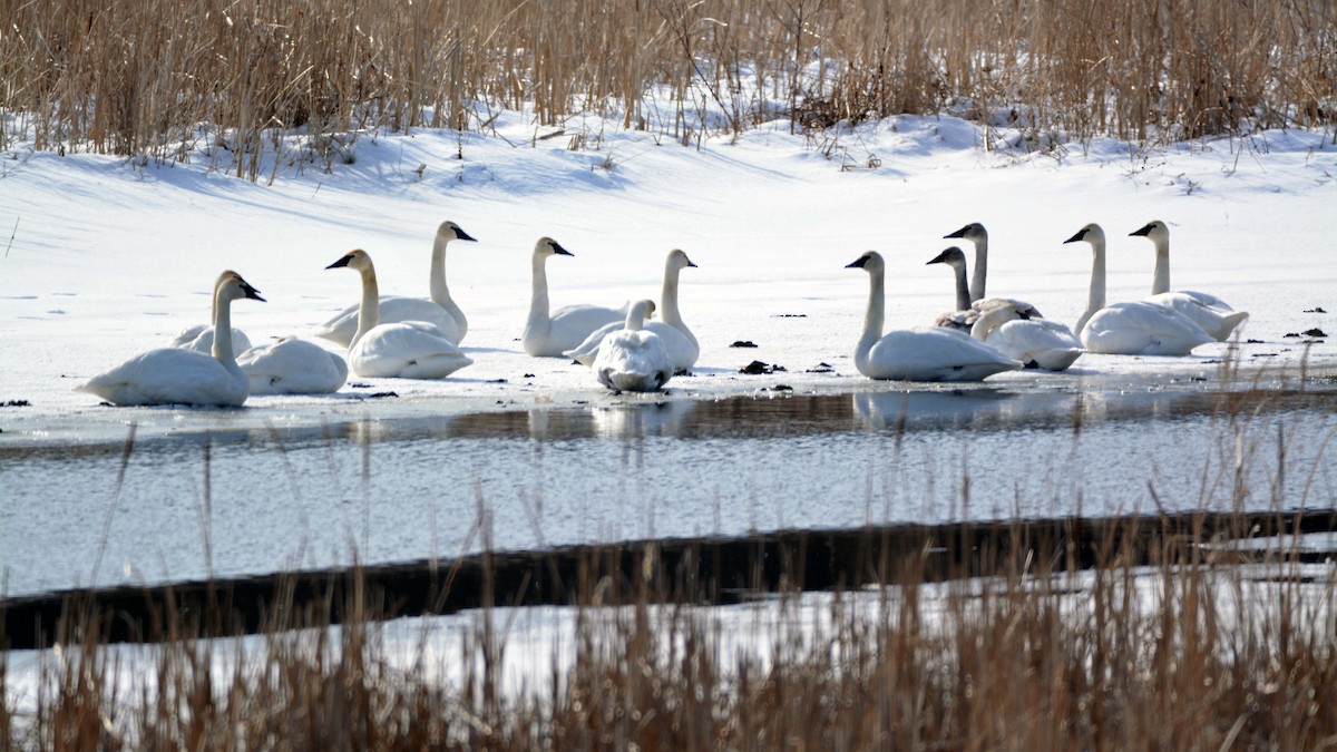 Trumpeter Swan - ML412375101