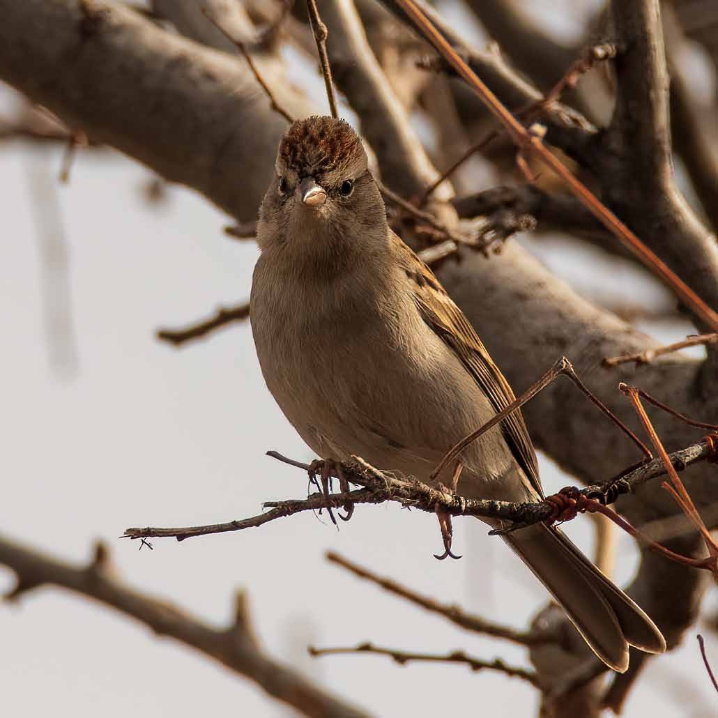 Chipping Sparrow - ML412375481