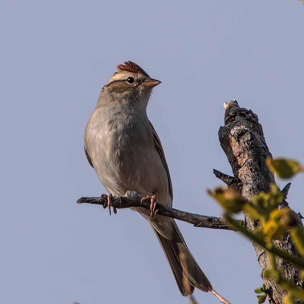Chipping Sparrow - ML412375491
