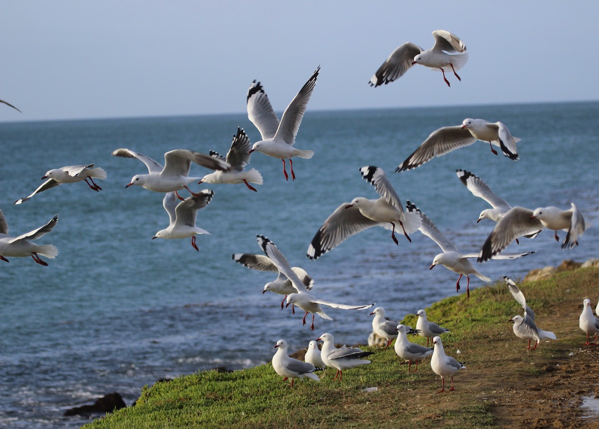 Gaviota Plateada - ML412379111