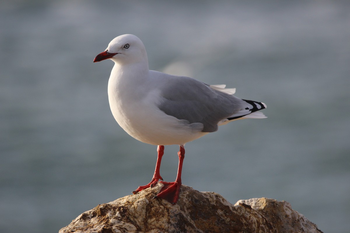 紐澳紅嘴鷗 - ML412379181