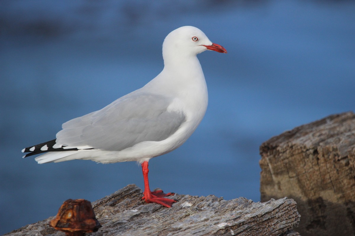 紐澳紅嘴鷗 - ML412379281