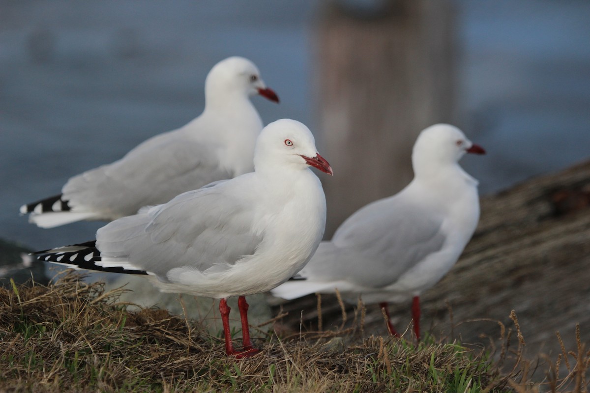 Gaviota Plateada - ML412379291